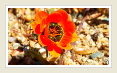 TOURING SOUTH AFRICA - NAMAQUALAND FLOWER TOURS - NAMAKWALAND BLOMME TOER