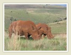 Cradle of Humankind: Rhino and Lion Park 